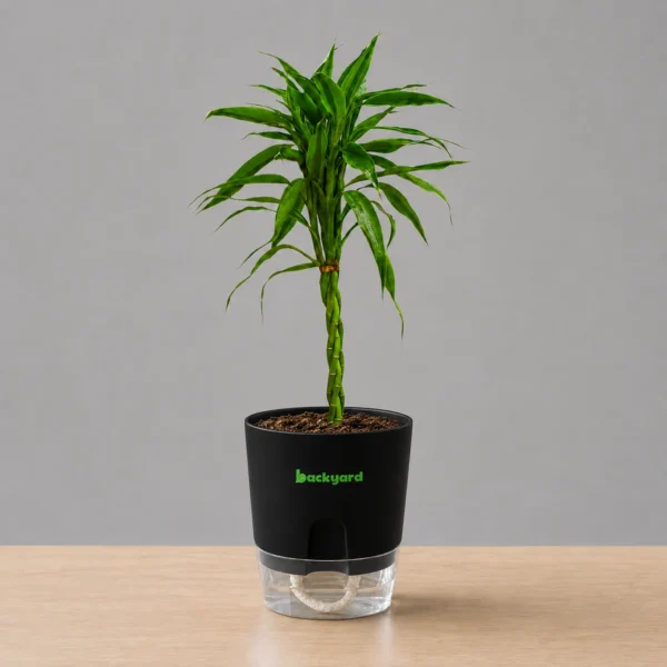 Braided Lucky Bamboo – Dracaena Sanderiana in Self-Watering Pot