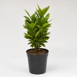 Croton Gold Dust (Thin Leaf Form) | Codiaeum variegatum