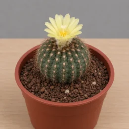 Frailea – Miniature South American Button Cactus