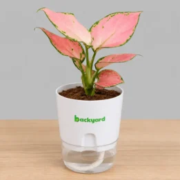 Aglaonema Pink Plant in Self-Watering Pot