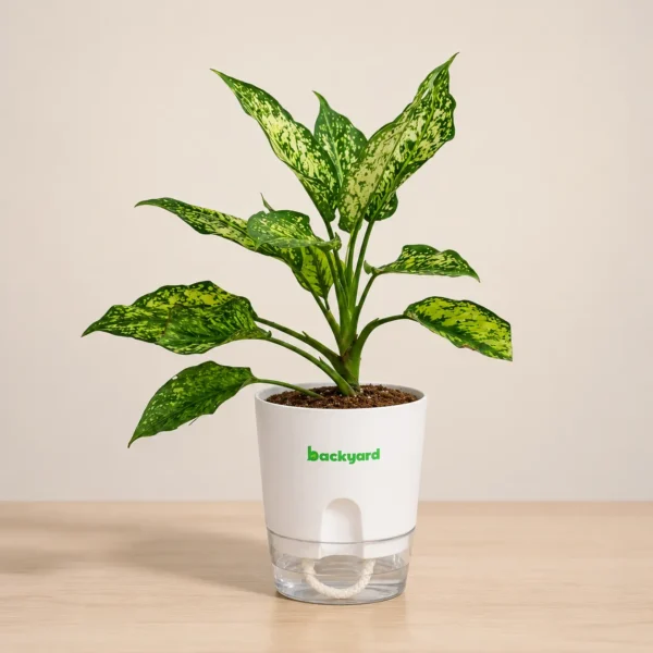 Aglaonema Costatum – Classic Green Chinese Evergreen