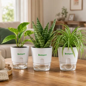 Indoor Bundle of 3 - Snake Plant, Money Plant & Spider Plant