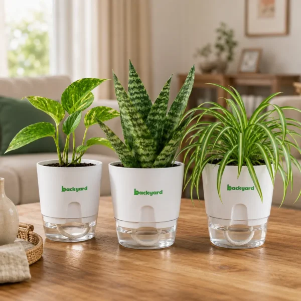 Indoor Bundle of 3 - Snake Plant, Money Plant & Spider Plant