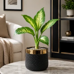 Dieffenbachia seguine | Dumb Cane | Diffin Plant in Gold Stripe Fancy Pot