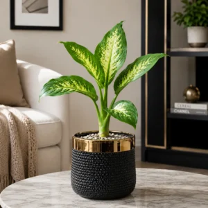 Dieffenbachia seguine | Dumb Cane | Diffin Plant in Gold Stripe Fancy Pot