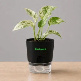 White Marble Money Plant in Self-Watering Pot