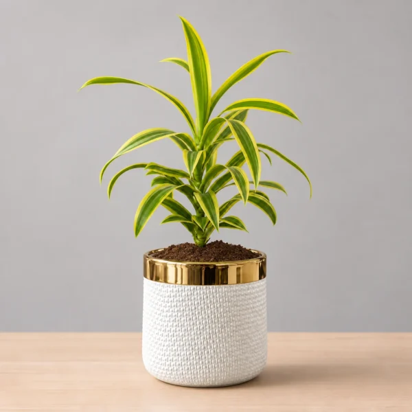 Dracaena Reflexa (Song of India) Plant In Gold Stripe Fancy Pot